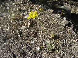 Image of Arizona ragwort