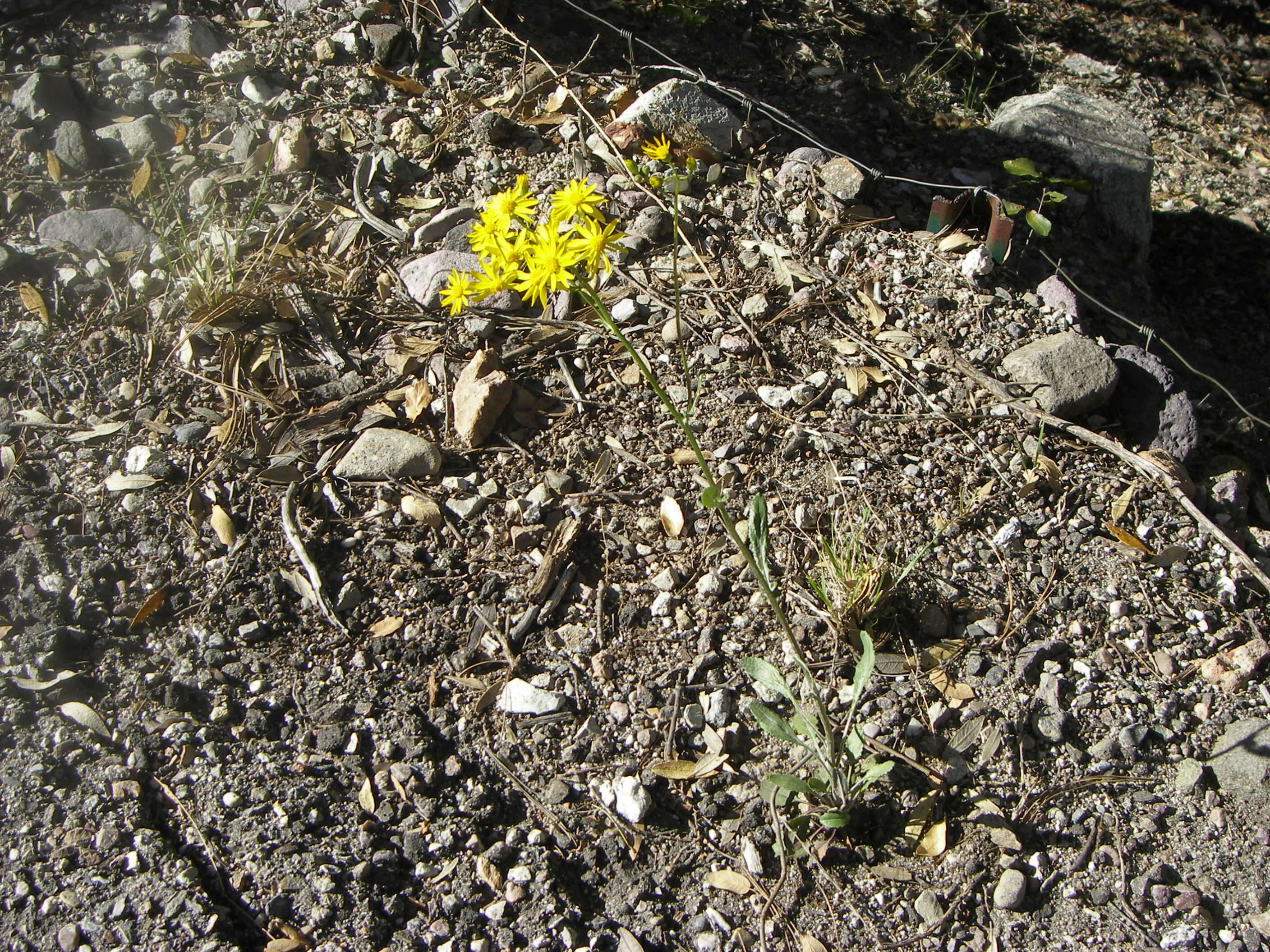 Image of Arizona ragwort