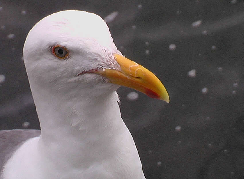 Image of Western Gull