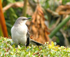 Image of Northern Mockingbird