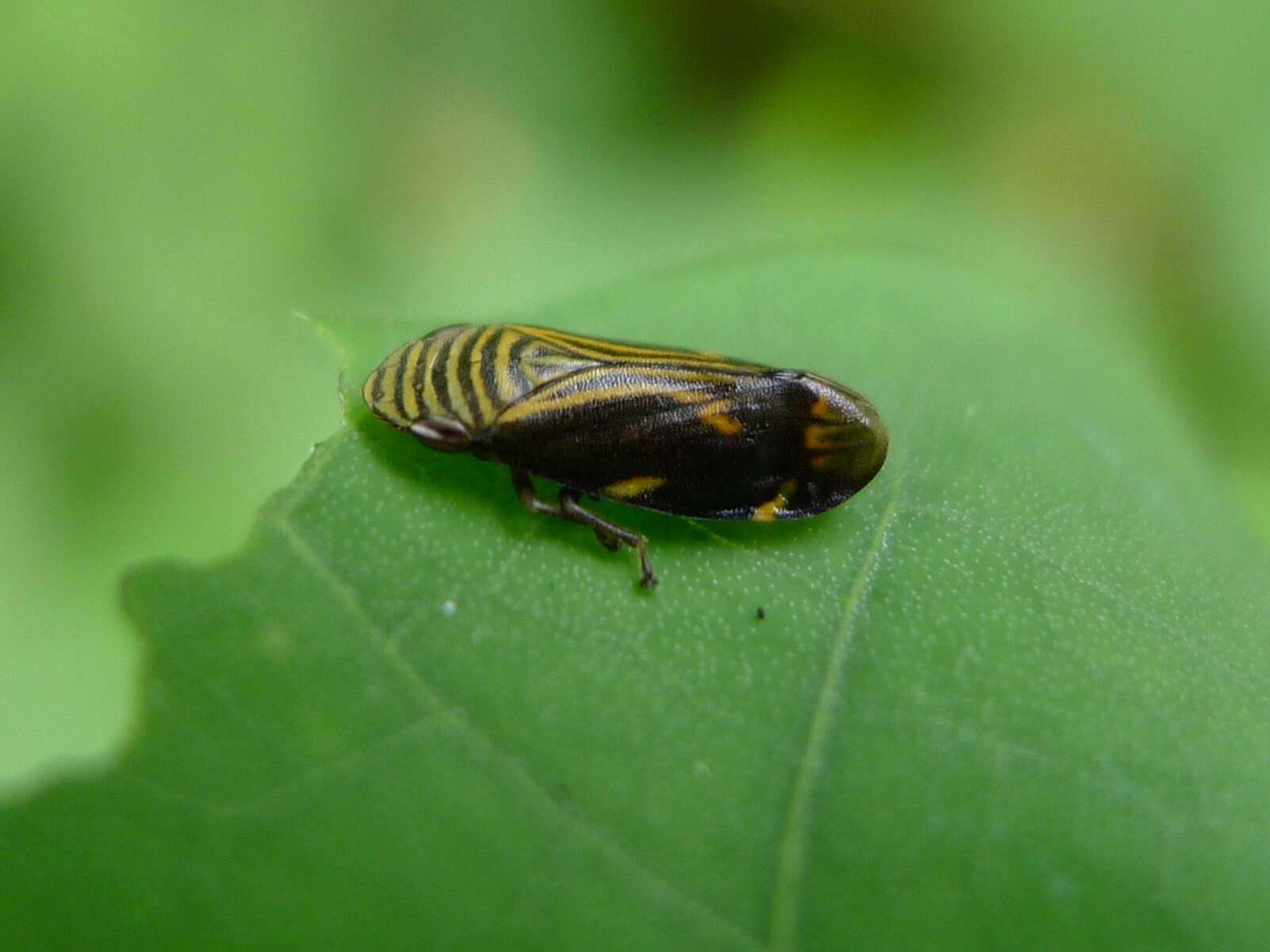 Image of spittlebugs