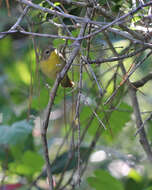 Image of Common Yellowthroat