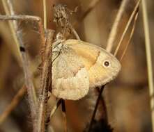 Coenonympha pamphilus lyllus的圖片