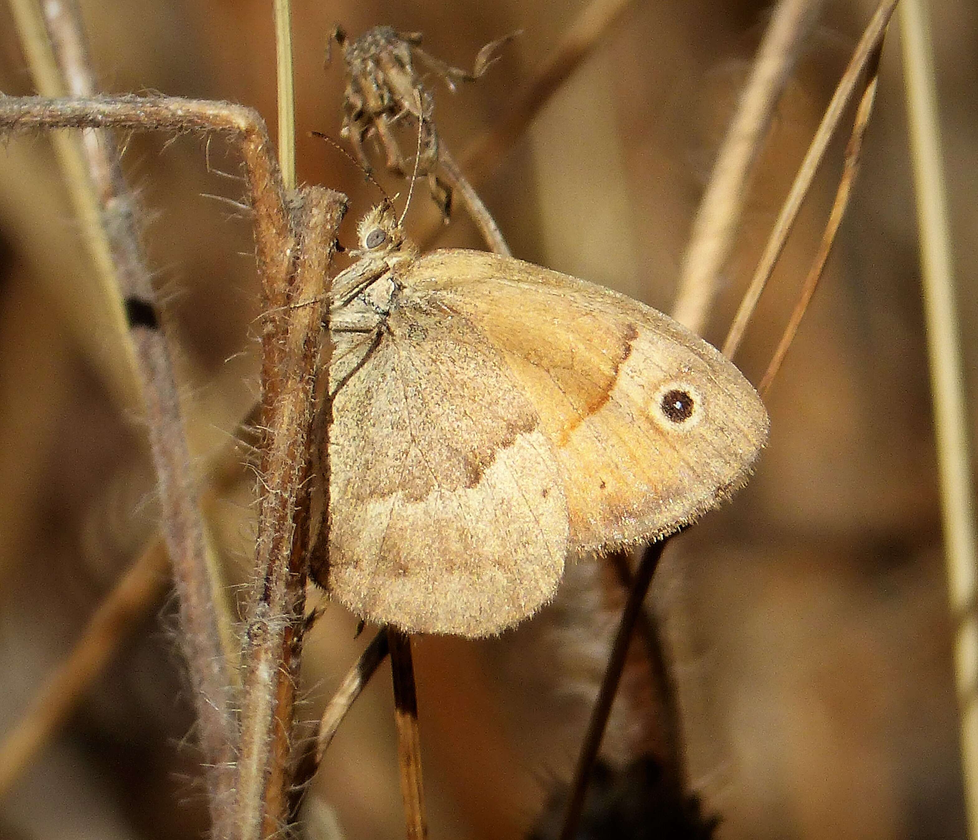 Coenonympha pamphilus lyllus的圖片