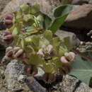 Image of pallid milkweed