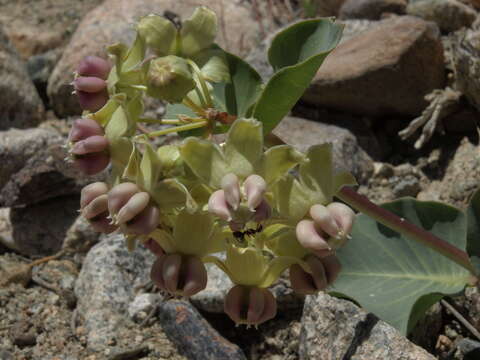 Image of pallid milkweed