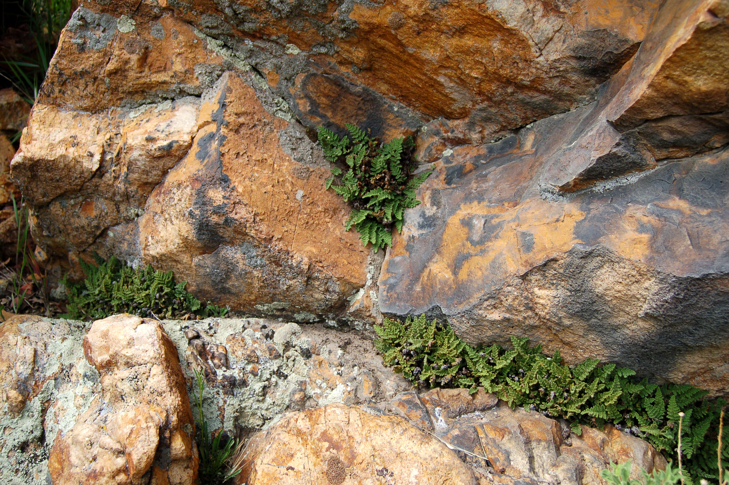 Image of coastal lipfern