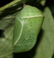 Image of Leafwings