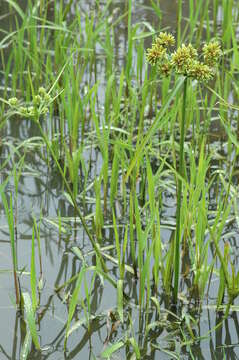 Слика од Cyperus eragrostis Lam.