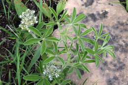 Imagem de Psoralea esculenta Pursh