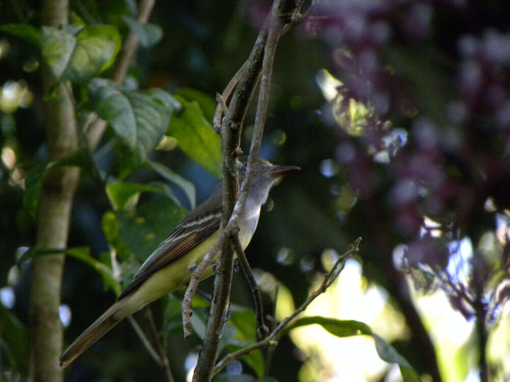 Слика од Urera baccifera (L.) Gaud.