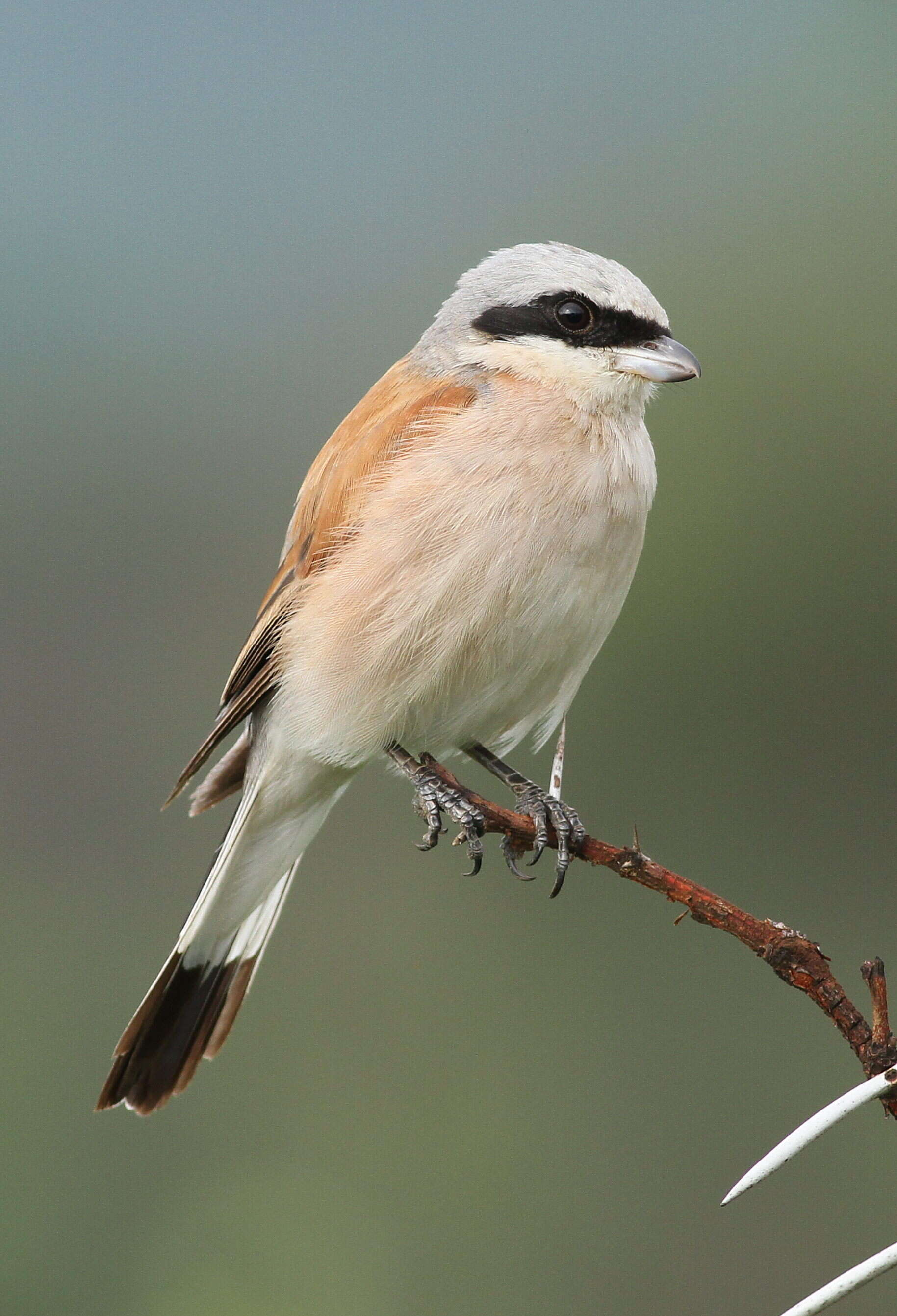 Image of Red-backed Shrike