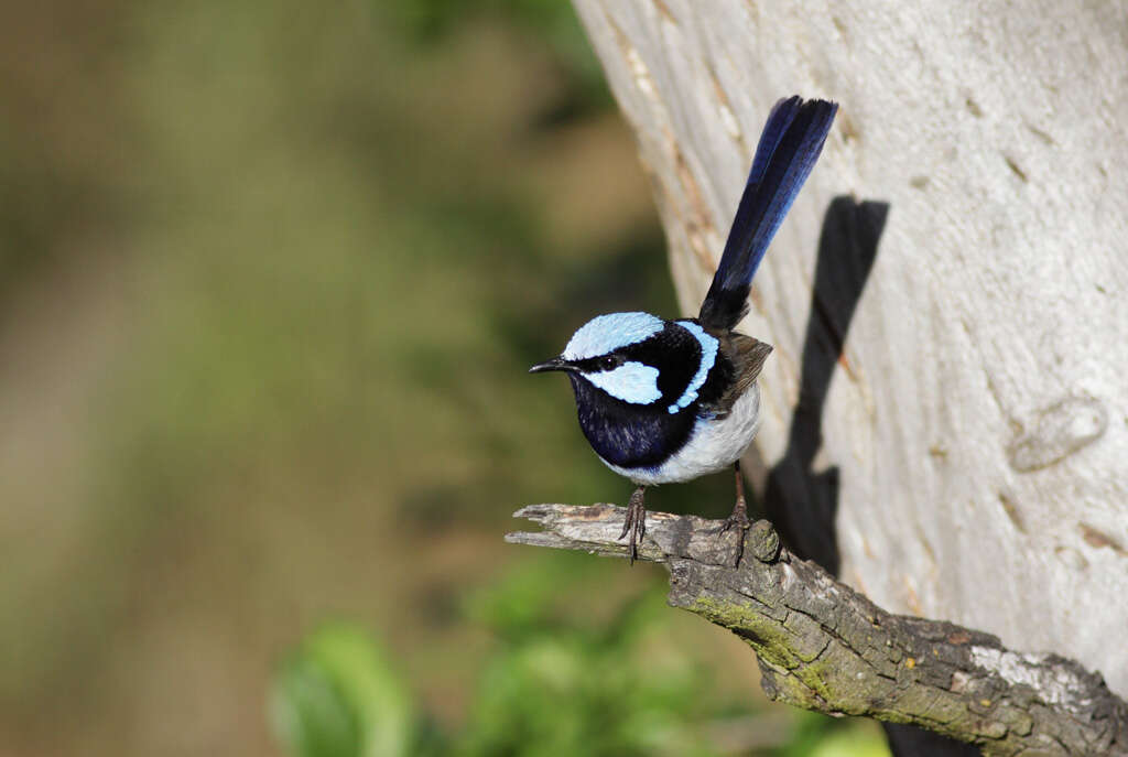 Image of fairywrens and relatives