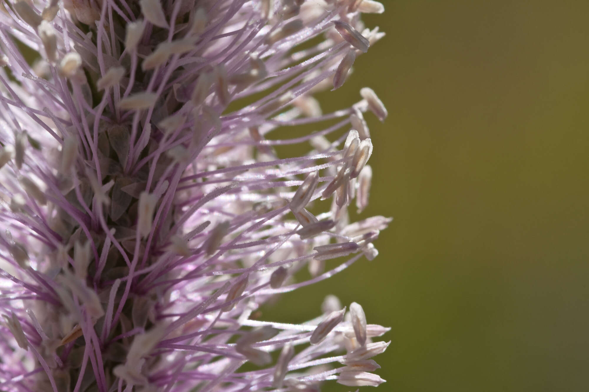 Image of Hoary Plantain