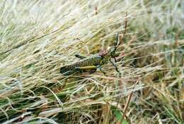 Image of Rainbow Milkweed Locust