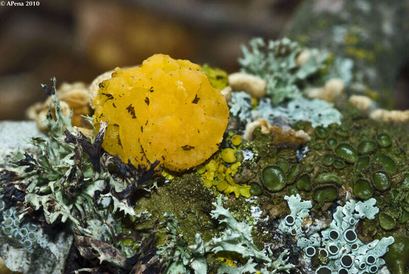 Image of Tremella