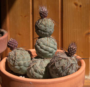 Image of Tephrocactus alexanderi (Britton & Rose) Backeb.