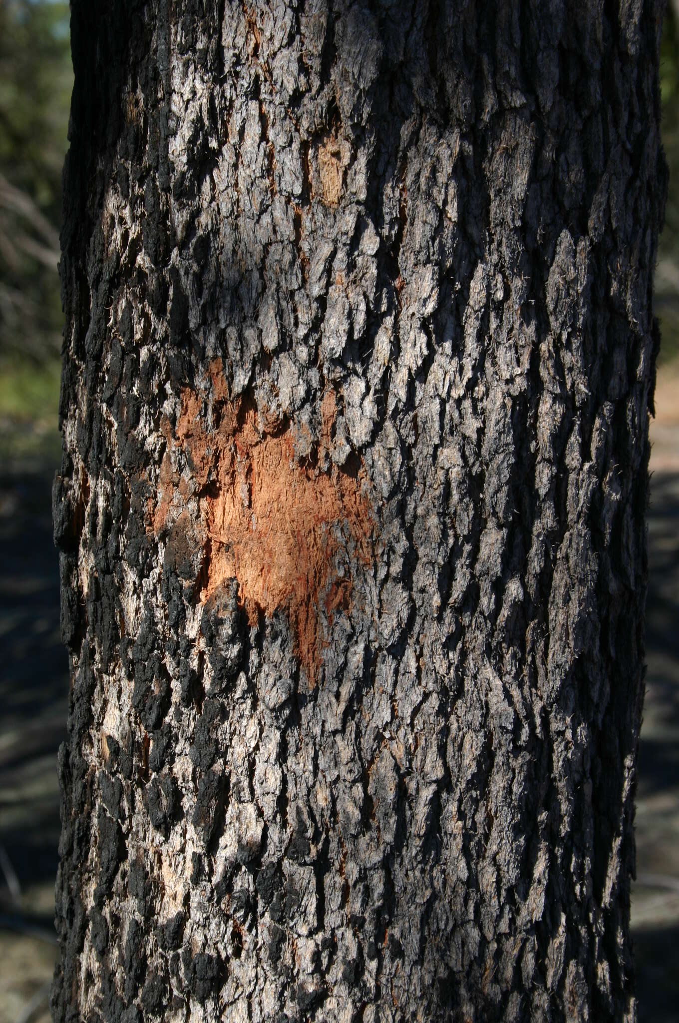 صورة Corymbia gummifera (Gaertn.) K. D. Hill & L. A. S. Johnson