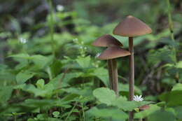 Image of Entoloma lanuginosipes Noordel. 1979