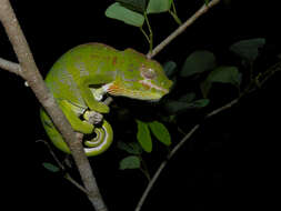 Image of Malagasy chameleons