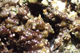 Image of Cyanophycota