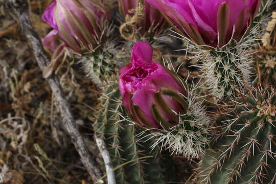 Image de Echinocereus fendleri (Engelm.) Sencke ex J. N. Haage