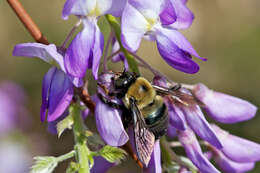 Plancia ëd Xylocopa virginica (Linnaeus 1771)