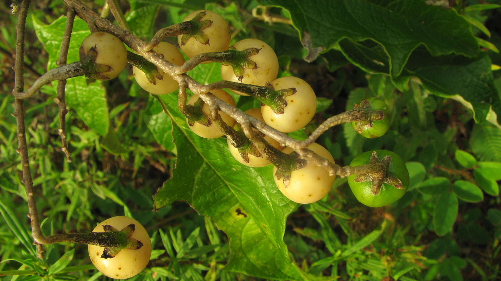 Image of Solanum paniculatum L.