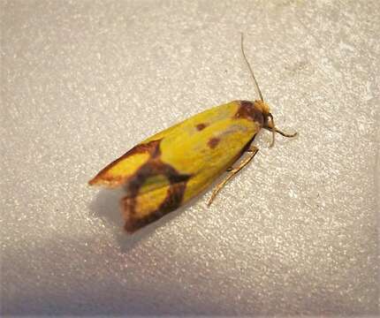 Image of Sulfur knapweed root moth