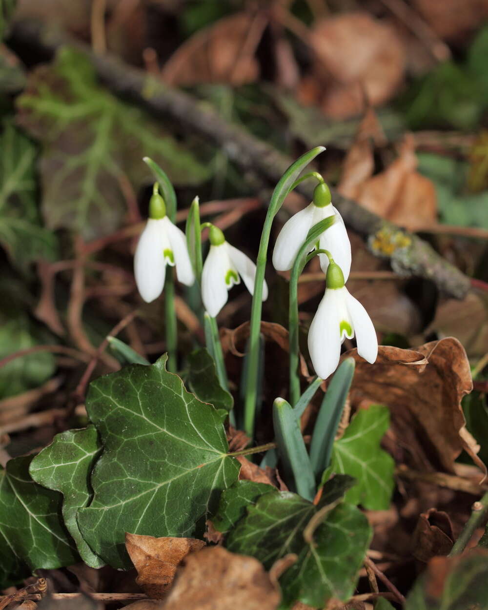 Image of Snowdrop