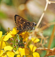 Image of Python Skipper