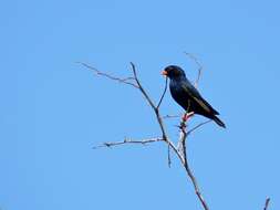 Image of Village Indigobird