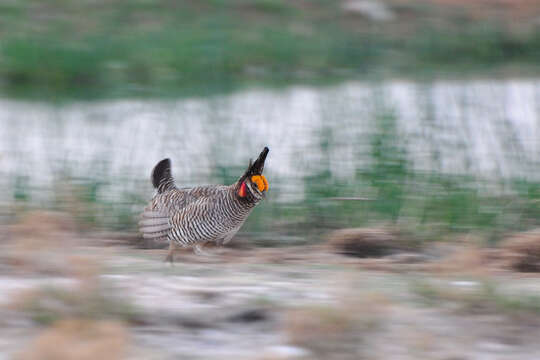 Image of prairie-chickens:  greater prairie-chicken; lesser prairie-chicken