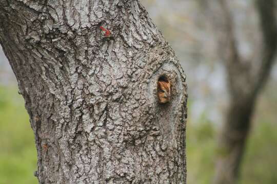 Image of Screech owl