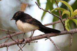 Image of Willie Wagtail