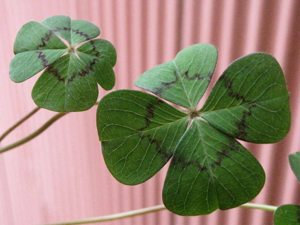 Image of Four-leaved Sorrel