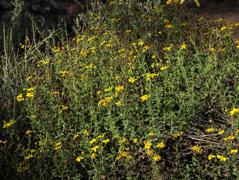 صورة Bahiopsis laciniata (A. Gray) E. E. Schilling & Panero