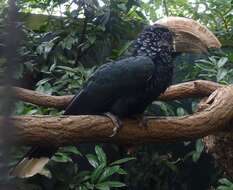 Image of Silvery-cheeked Hornbill