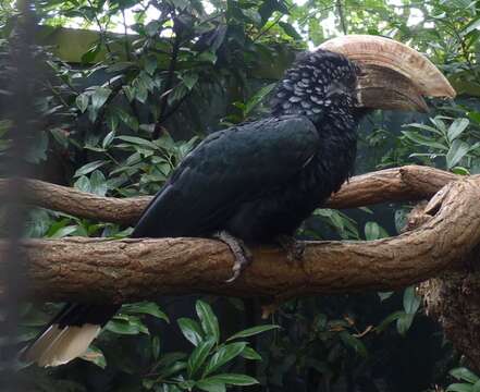 Image of Silvery-cheeked Hornbill