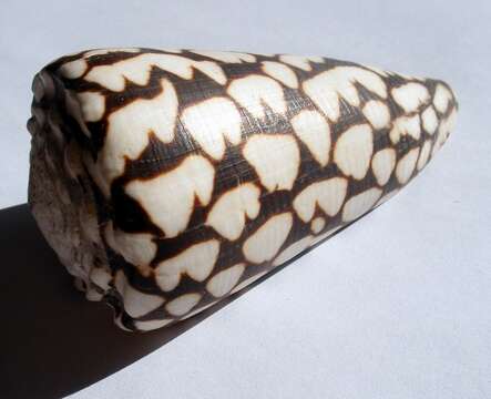 Image of Marbled Cone