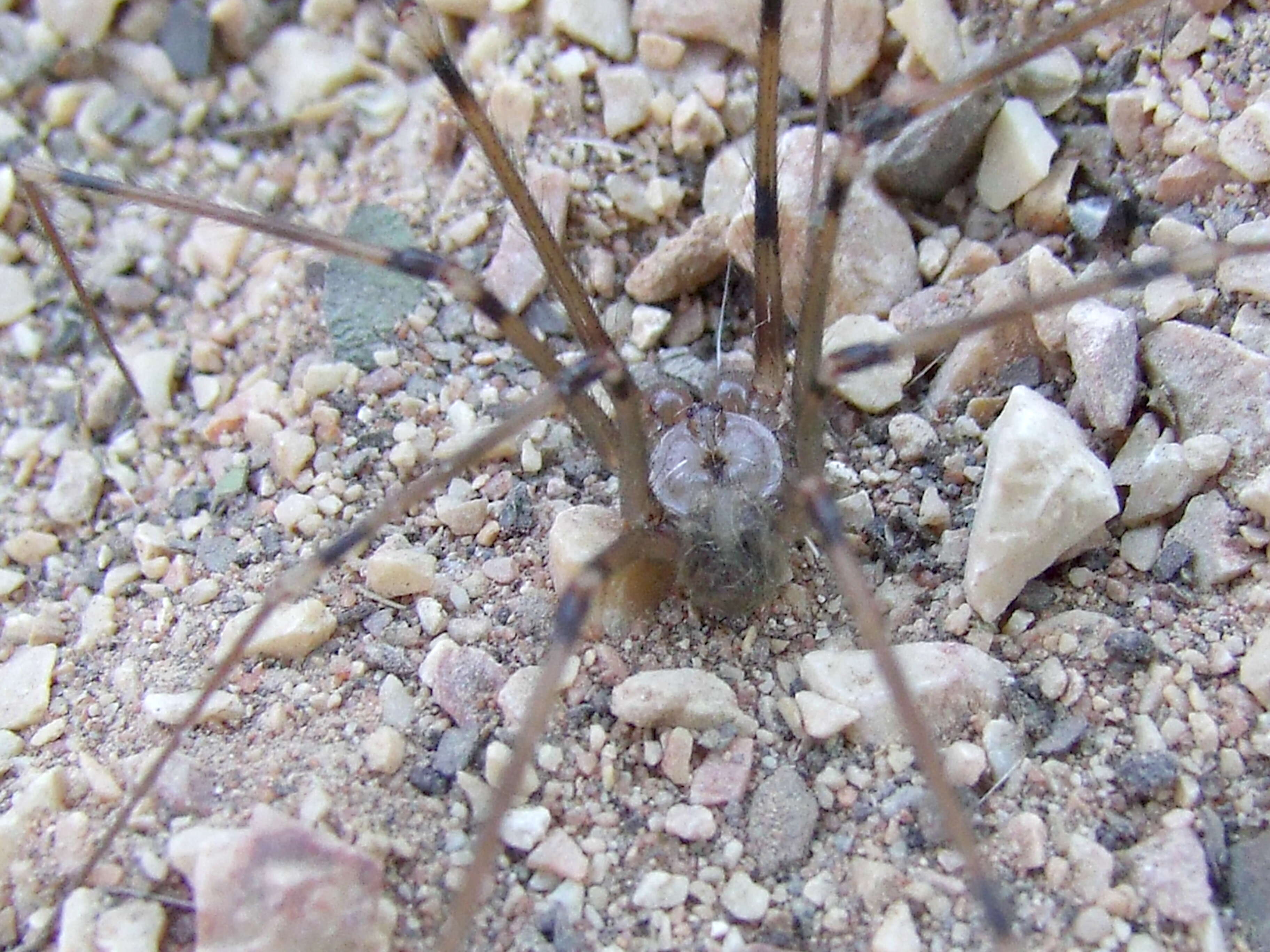 Giant Daddy-long-legs Spider (Araneae (spiders) of the British