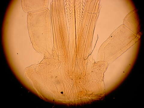Image of mites