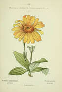 Image of mountain arnica