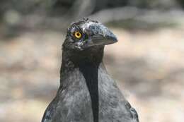 Image of Black Currawong