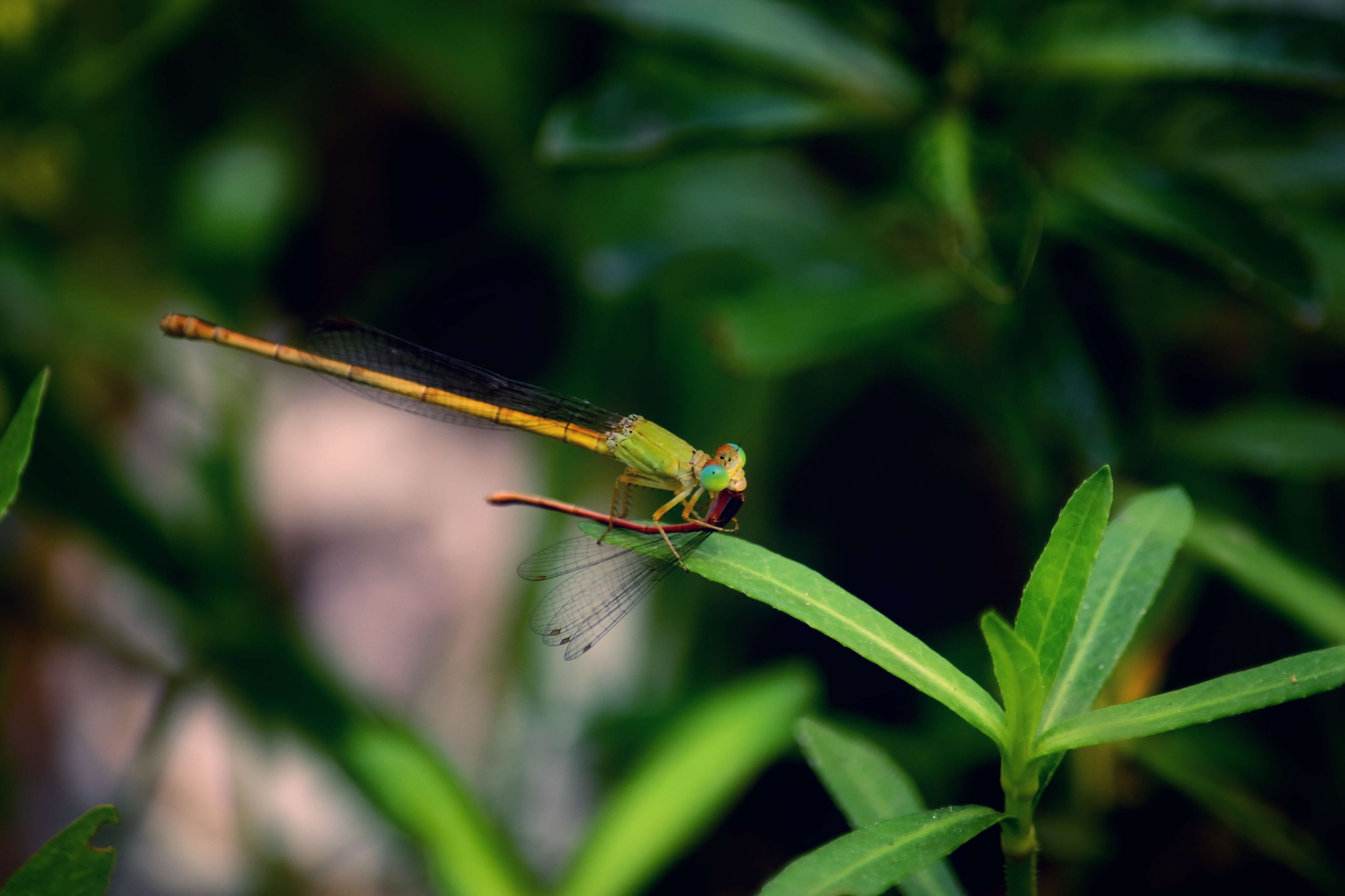 Image of coromandel marsh dart