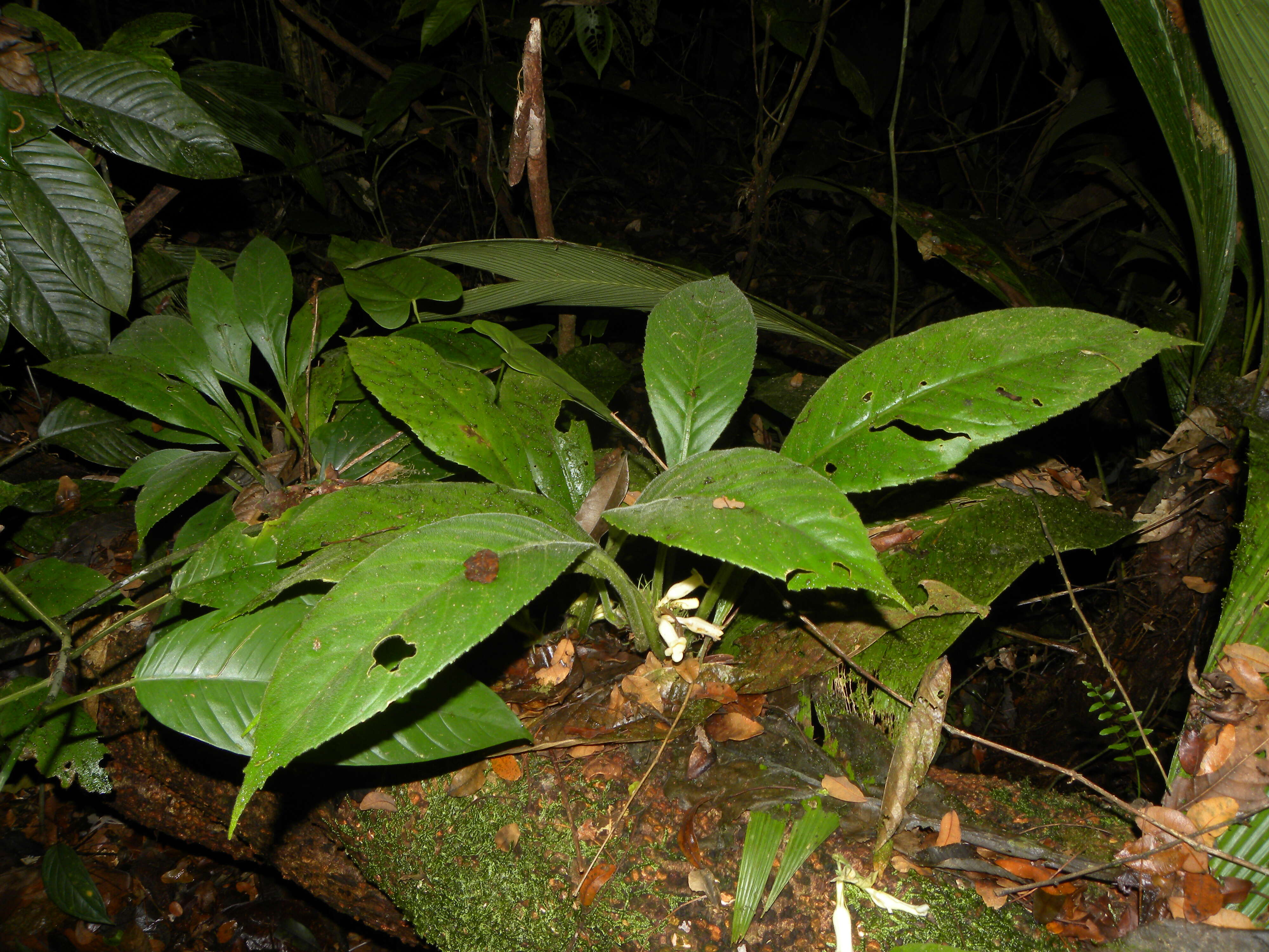 Image of Paradrymonia decurrens (C. V. Morton) Wiehler