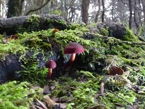 Image of Tubaria rufofulva (Cleland) D. A. Reid & E. Horak 1983