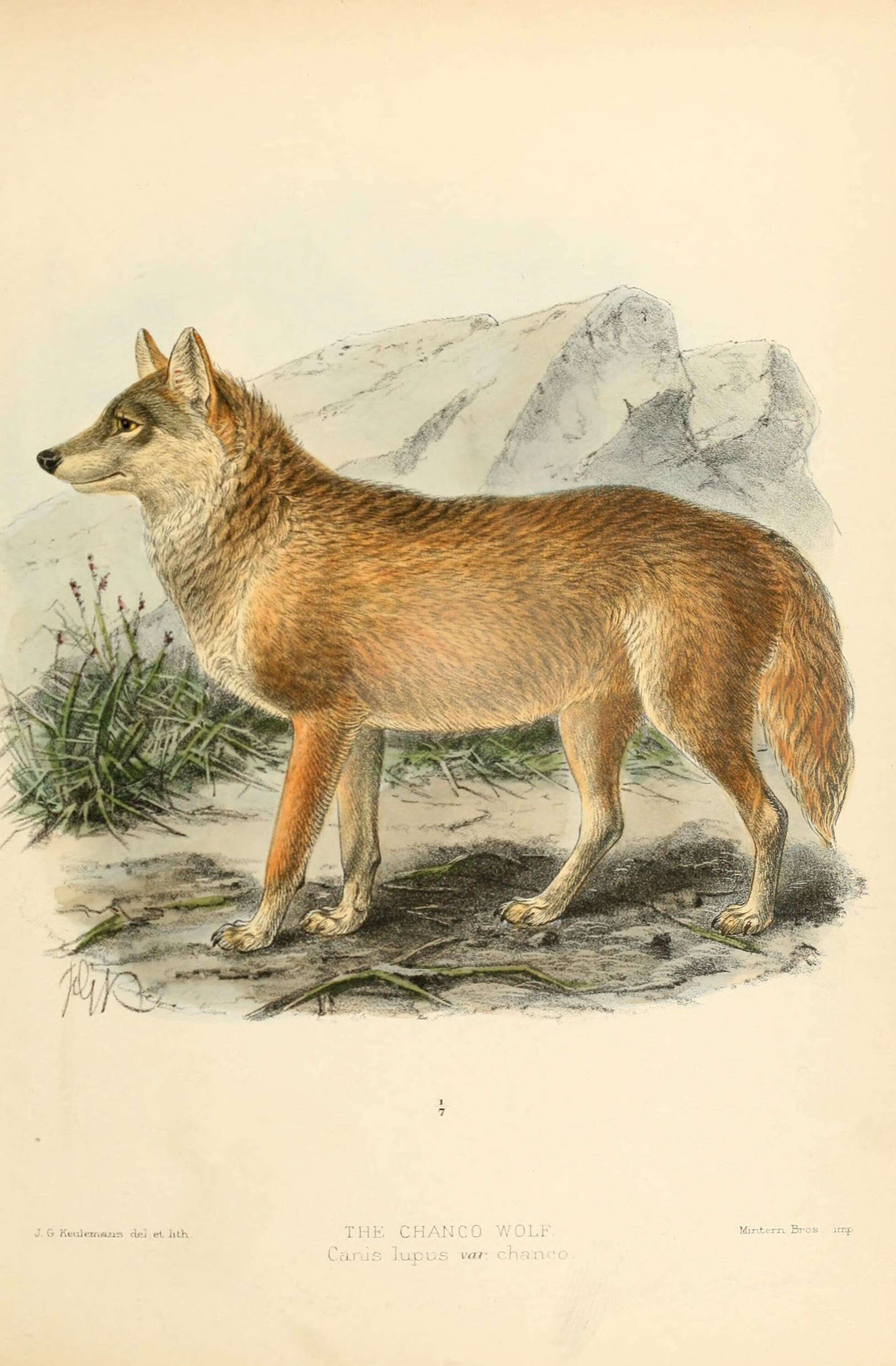 Image of coyote