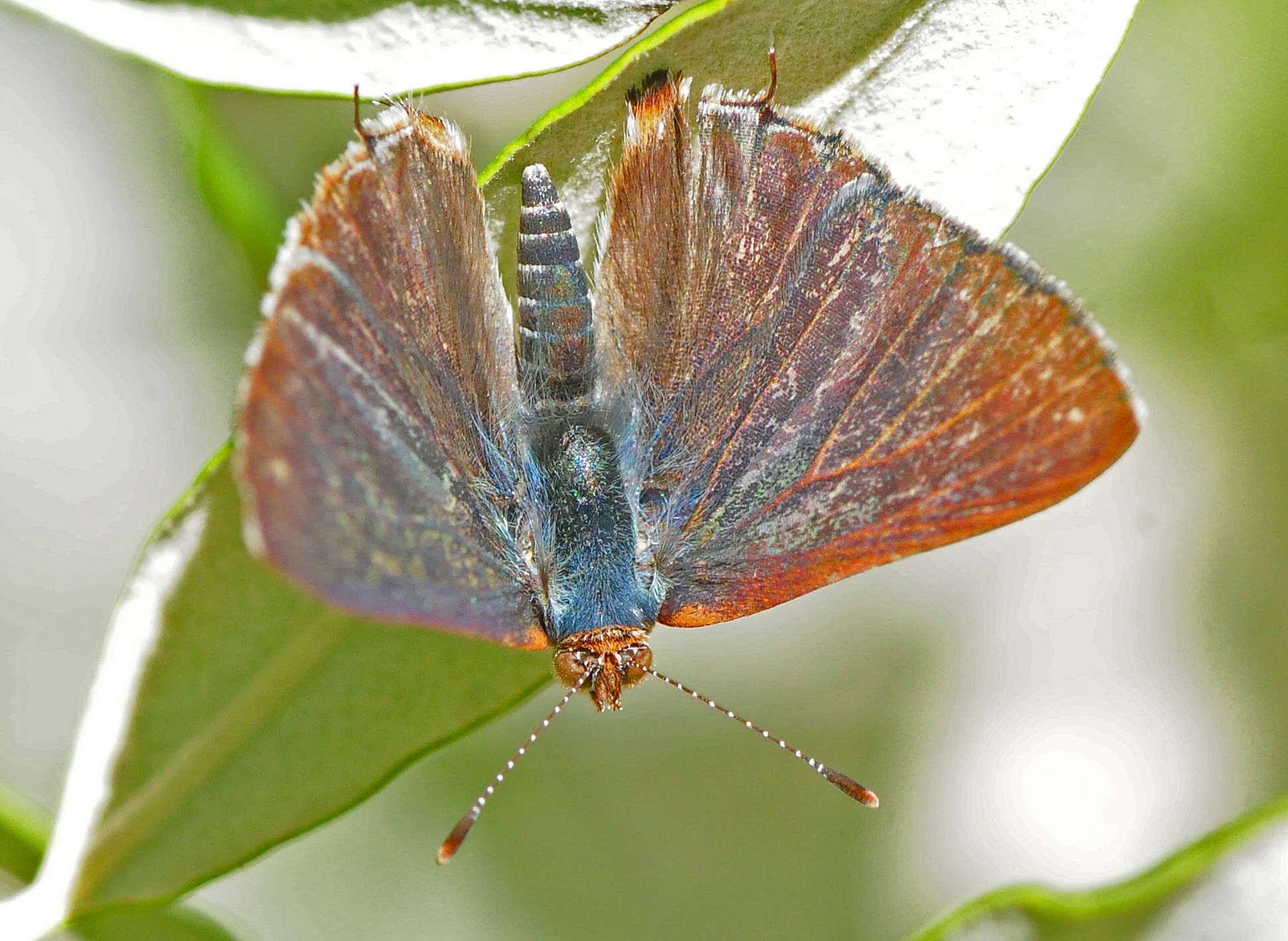 Слика од Chlorostrymon simaethis (Drury 1773)