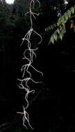 Image of Spanish moss